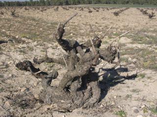 this vine pre-dates Oz by a century
